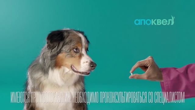 Чешется собака? Апоквел (Зоэтис) смотреть онлайн