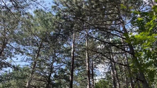 Прогулка в районе санатория «Долоссы». смотреть онлайн