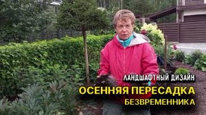 Осенняя пересадка БЕЗВРЕМЕННИКА