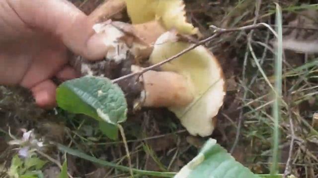 Грибы в Подмосковье смотреть онлайн