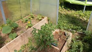 Подвязка помидоров в теплице