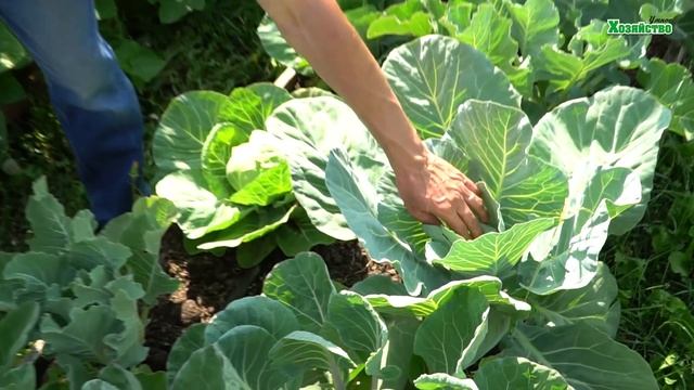 Как часто и сколько поливать капусту? Все о поливе капусты? смотреть онлайн