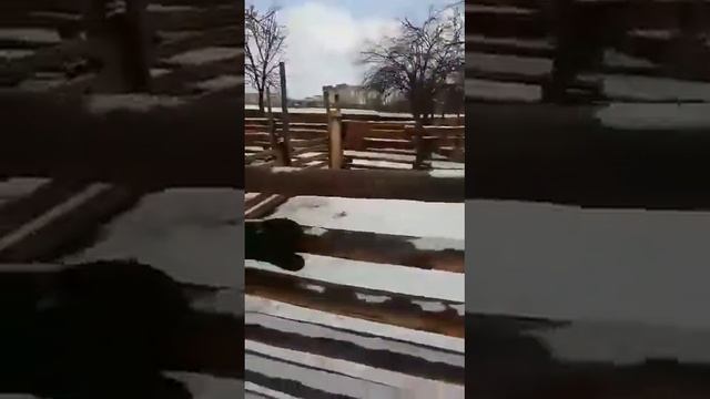 В зоопарке"Берендеево" в Георгиевске животные истощены, больны и обезвожены 28.01.2016 смотреть онлайн