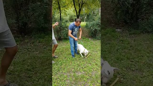 Устранение зацикленности на игрушка у собак