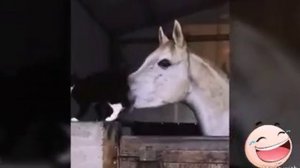Кароткие прикольное видео сборник