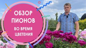 Обзор сортов пионов в питомнике растений "ПОИСК"