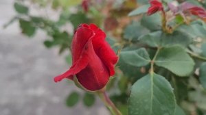 Rose - Mister Lincoln