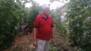 Ранние сорта винограда Велюр и Джованни (видео 8 от 03.09.2021)