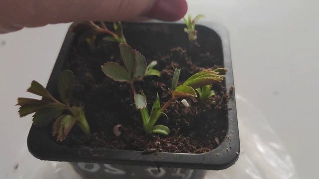 Уникальный способ размножения роз.Начало эксперимента и первые результаты ???