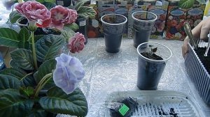 ???ГЛОКСИНИЯ? ПОСАДКА ПЕРЕРОСШИХ КЛУБЕНЬКОВ ! How to grow gloxinia from a tuber