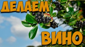 Делаем вино из черноплодной рябины. Эксклюзив. Рекомендую всем. Очень классное вино.