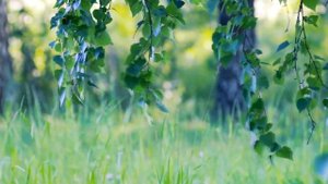 "Я по первому снегу бреду" Сергей Есенин, читает Сергей Ромашкин