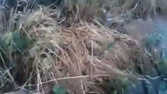 Гербицид Раундап в действии