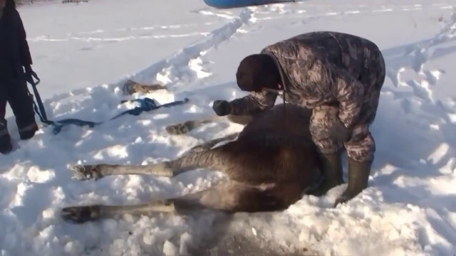 Спаслись видео. Охотники спасают лося из проруби. Спасение лосихи Россия-1.