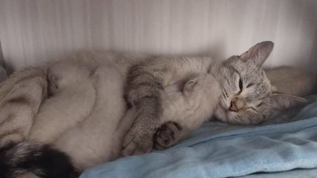 Сон слаще рядом с мамой :) смотреть онлайн