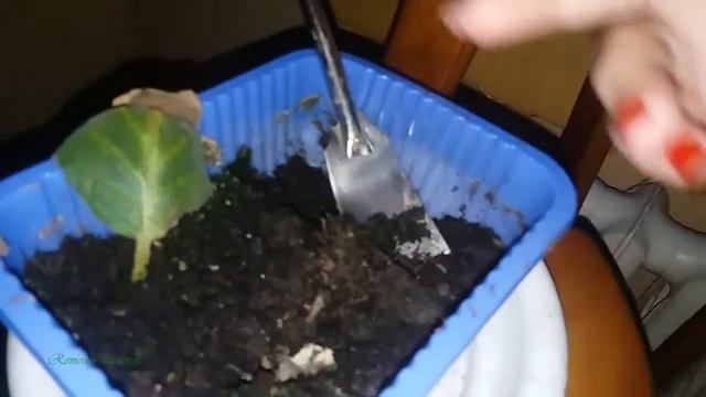 Размножение глоксинии листом. Видео