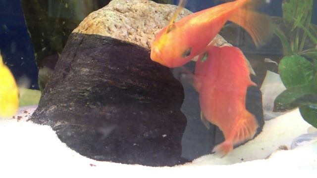 Красный попугай кладет икру. (Red Parrot Cichlid) смотреть онлайн