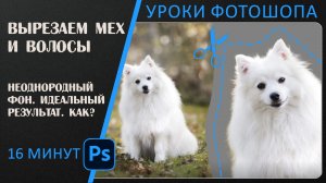 Как вырезать волосы и мех из неоднородного фона в фотошопе.