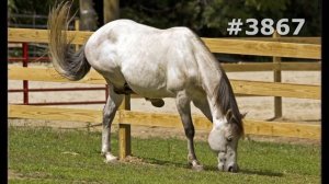 #3867. Лошади (В мире животных)