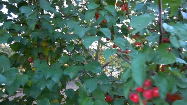 Урожай обеспечен при наличии этих сортов / Яблони-опылители ПРОФЕССОР ШПРИНГЕР и ЭВЕРЕСТ