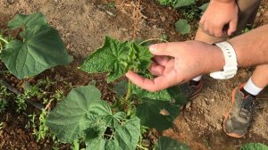 Технология выращивания огурцов. Как бороться с вредителями?