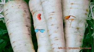 Петрушка корневой Пикантная (pikantnaya) ? Пикантная обзор: как сажать, семена петрушки Пикантная