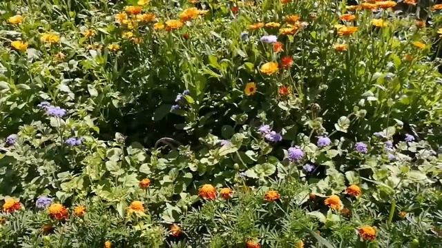 №132 Завтра уже август_ Хроники выходного дня_ Собираю черную смородину. #молодой_блогер