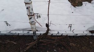 Тест на зимовку винограда в московской области без укрытия. Неукрывной виноград?