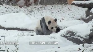 Панда играет в снегу