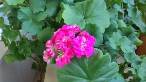 Уход за геранью в октябре, готовим цветок к отдыху