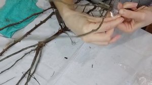 Зимняя окулировка плетистых роз