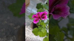 Уход за королевской пеларгонией после зимовки😁👍.Первое цветение в феврале 👌