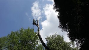 Как спилить аварийное дерево - Работа бензопилой на высоте