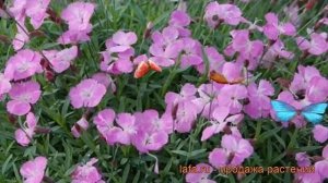 Гвоздика серовато-голубая Роуз Ред ? обзор: как сажать, рассада гвоздики Роуз Ред