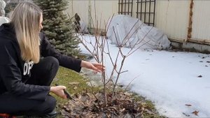 Обрезка Гортензии метельчатой "Сандэй Фрайз"