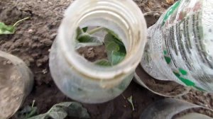 Павловния,размножение зелеными черенками/Paulownia, propagation by green cuttings