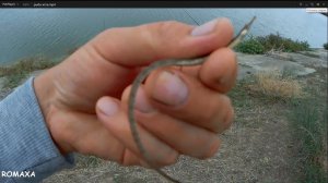 Что за рыба? Чудо-юдо рыбакит...