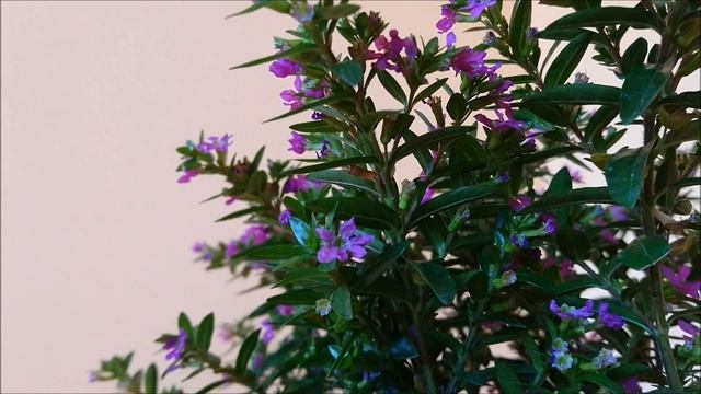 Cuphea hyssopifolia, Kufea yzopolistá – Japonská myrta смотреть онлайн