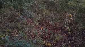 Осенняя прогулка