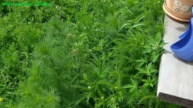 Мой ответ зрителю на его комментарий про цветы и мой бардак во дворе. смотреть онлайн