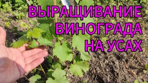 ☝Наконец-то! Я раскрыл секрет волшебных УСОВ для выращивания молодого ВИНОГРАДА 🍇