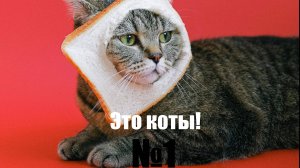 Смешные коты, подборка. Часть первая. Приколы!