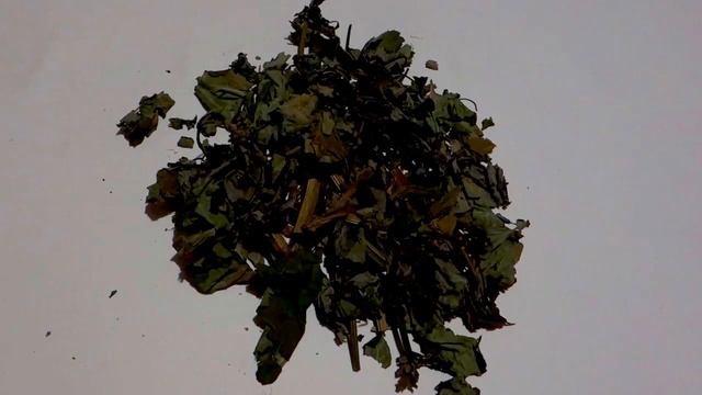 Фитотерапия . Чистотел . смотреть онлайн