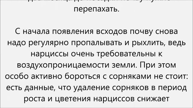 Как выращивать нарциссы смотреть онлайн