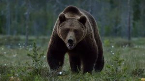 Пума против медведя на что способна одна из самых опасных кошек на планете