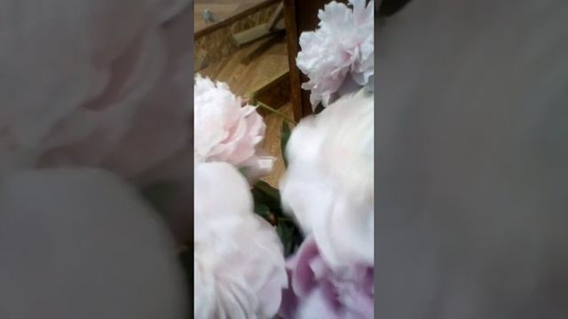 Пион розовый Сара Бернард и разных оттенков розового цвета.
