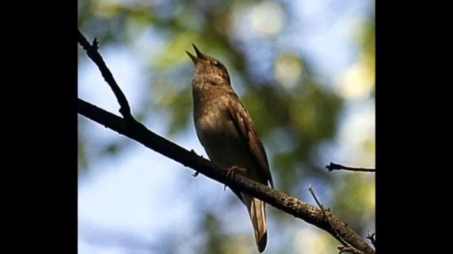 Пение соловья для спокойного сна смотреть онлайн