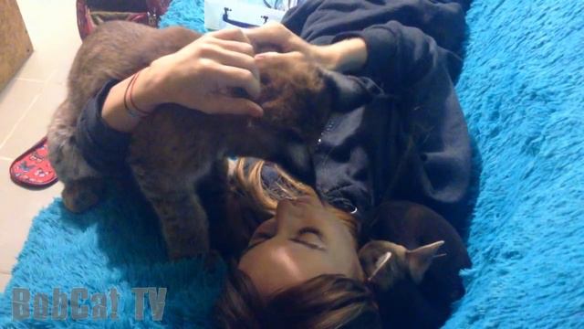 Рысь Ханна пытается подружиться с новой собакой смотреть онлайн