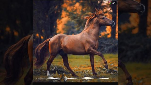 Очень Красивая Нашид ❤ смотреть онлайн