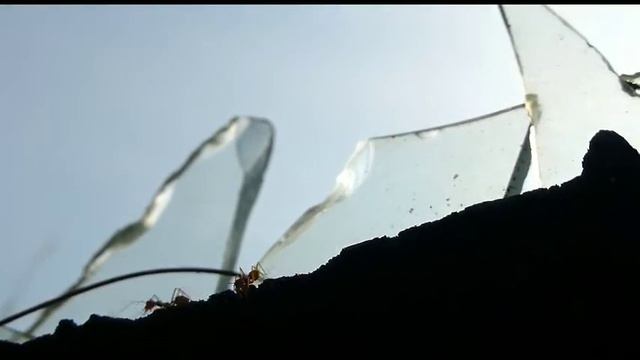 Semut Rangrang, Semut Angkrang, Semut Merah - Panasonic Lumix TZ30 смотреть онлайн